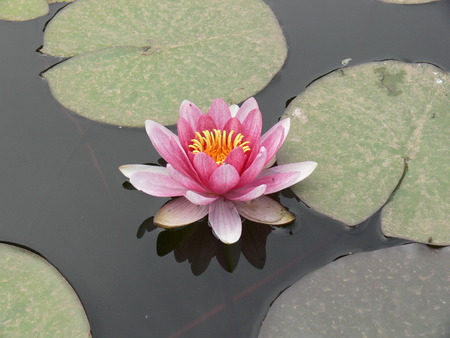 Lavender water lilyの写真素材