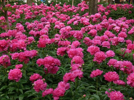 Pink peonyの写真素材