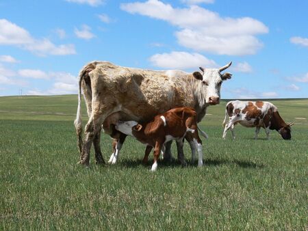 A mother cowの写真素材