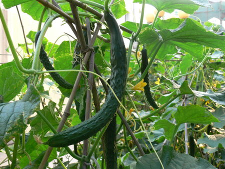 cucumberの写真素材