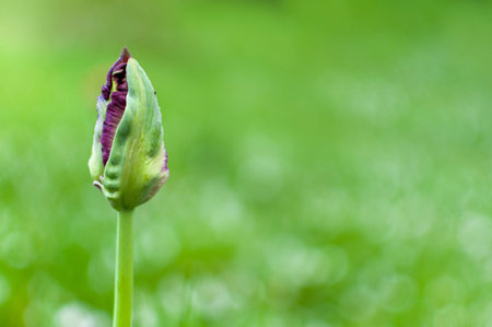 Tulip flower bud on a blurred greenery background with copy space.