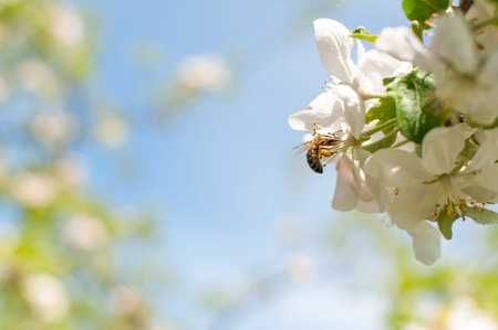 Blooming apple blossom on a spring sunny day.