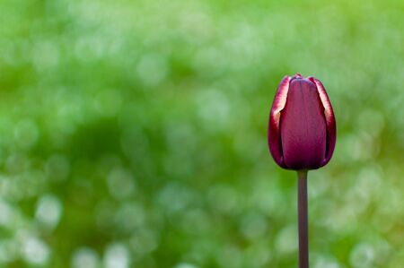 Dark-purple blooming tulip flower on a blurred grass background with copy space.の写真素材
