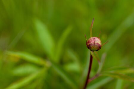 Young pink Tree Peony bud on blurred leafy background with copy space. Paeonia suffruticosa.の写真素材