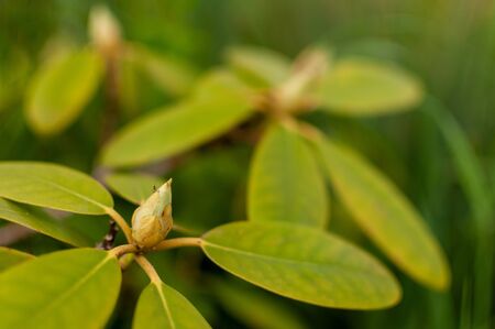 Fresh Rhododendron bud on a green floral background. Rhododendron Catawbiense Grandiflorum.の写真素材