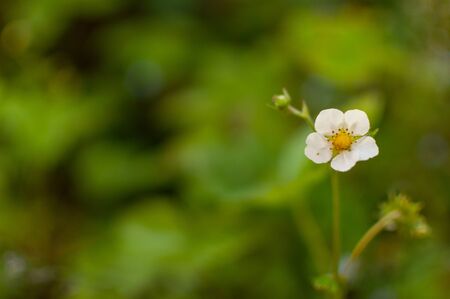 Woodland strawberry blooming flower on a blurred greenery background. Fragaria vesca.の写真素材