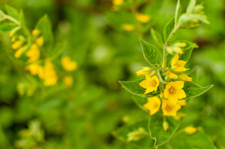 Blooming Yellow Loosestrife flowers on floral blurred background with space for text. Lysimachia...