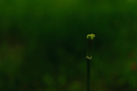 Tulip pistil with no petals on dark green blurred background. Tulipa Triumph.