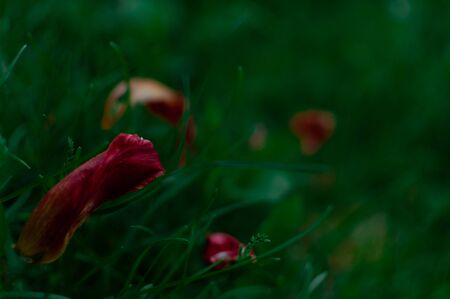 Overblown tulip red petals in the grass on dark green background with copy space.の写真素材