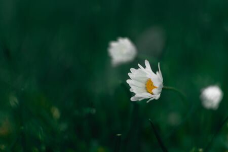 White Daisy on the dark green blurred background with copy space. Bellis.の写真素材