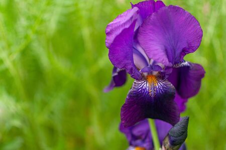 Blooming violet iris on a blurred greenery background. Iris barbata.の写真素材
