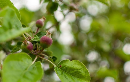 Fresh ripening domestic Apple fruits on blurred floral background. Malus domestica.
