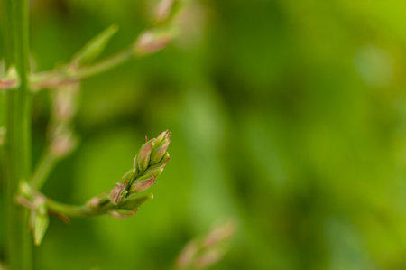 Blooming Adam's Needle bud on the green blurry background with copy space. Yucca Filamentosa.