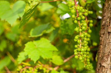 Fresh Grape Vine fruits on summer leafy background. Vitis vinifera.