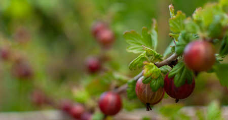 Fresh red Goosberry fruits on blurred floral backgroun with space for text. Ribes grossularia.の写真素材