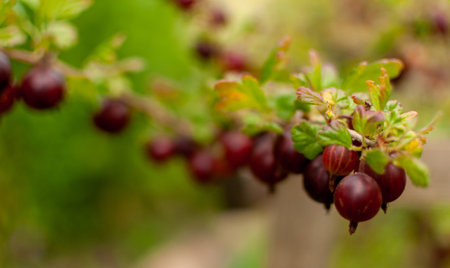Fresh red Goosberry fruits on blurred floral backgroun. Ribes grossularia.