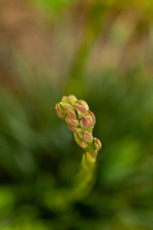 Blooming Adam's Needle bud on the blurry background. Yucca Filamentosa.