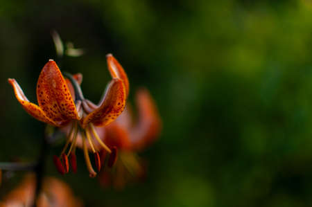 Orange Tiger Lilly flower on a green blurred background with copy space. Lilium lancifolium, Lilium tigrinum.の写真素材