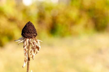 Dry overblown Coneflower on blurred autumn background. Rudbeckia.の写真素材