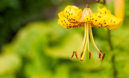Yellow Tiger Lilly flower on a green blurred background with space for text. Lilium lancifolium, Lilium tigrinum.の写真素材