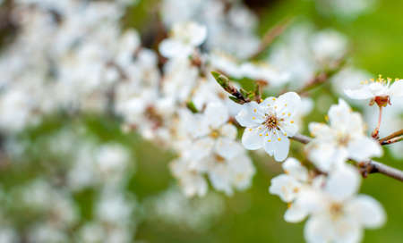 Blooming apple blossom on a sunny day against the background of blurred apple trees.の写真素材