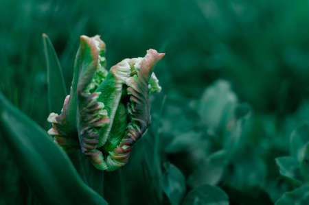 Snow Valley tulip flower on an evening green blurred background. with copy space. Tulipa Crispa.の写真素材