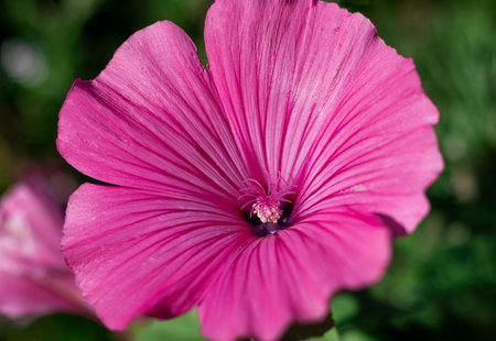 Close look on purple Mallow flower. Malva sylvestris.