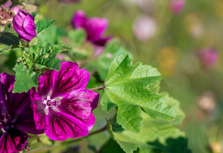 Purple mallow flower blooming on the summer meadow. Malva sylvestris.の写真素材