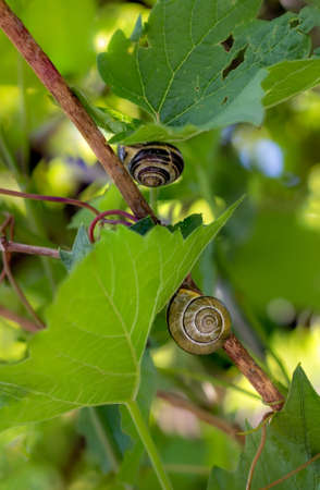 Two snails on the Grape Vine leaves. Vitis vinifera.の写真素材