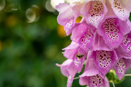 Working honey bee on the blooming purple Foxglove flowers. Digitalis purpurea.の写真素材