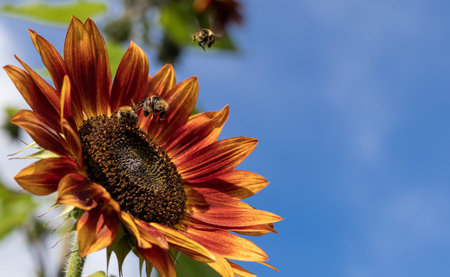 Group of bumblebees on the red-yellow Sunflower against summer blue sky. Space for text. Helianthus.