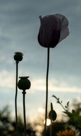 Poppy flower and seed heads against the sunset sky. Papaver rhoeas.の写真素材