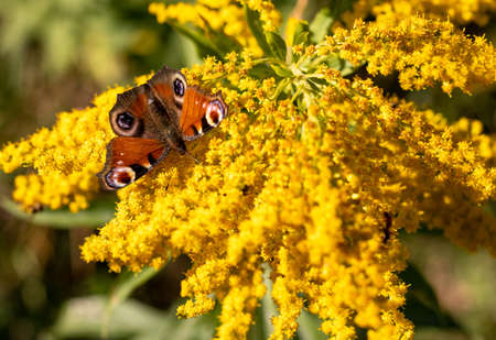 Blooming yellow goldenrod flowers. Solidago virgaurea.の写真素材