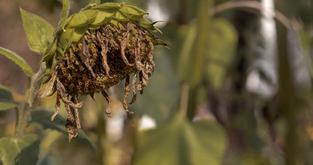 Dry overblown Sunflower on a blurred autumn background. Helianthus.の写真素材