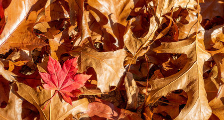 Autumn leafy background. Red and brown dry leaves on the ground. Copy space.