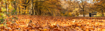 Bench in the middle of the autumn park with copy space. Wide banner format.