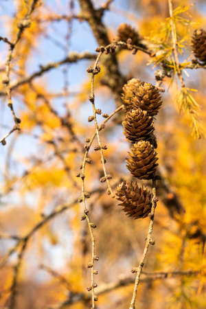 Cones on the branch with blurred autumn forest background.の写真素材
