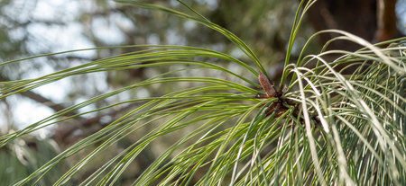 Pine cone with long green needles. Wide banner format.