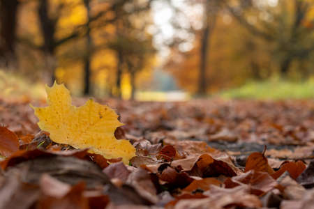 Yellow and brown leaves against the background of the autumn blurred park. Copy space.の写真素材