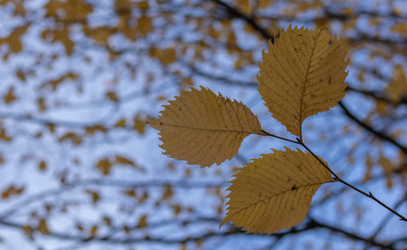 Yellow and brown leaves against the blurred sky. Copy space.