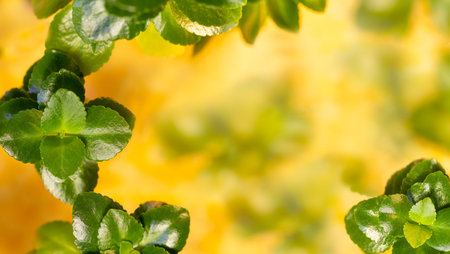 Fresh green Kalanchoe leaves on the yellow blurred background. Copy space. Wide banner format....