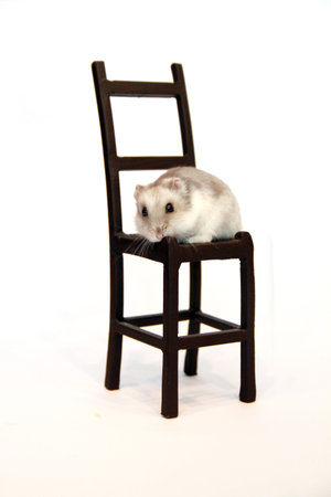withe hamster - gerbil on chairの写真素材
