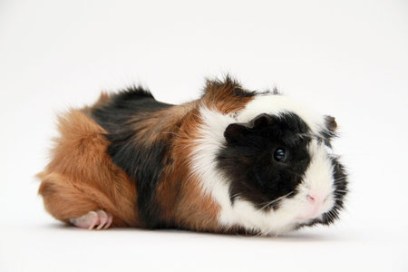 guinea pigの写真素材