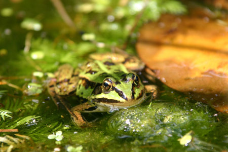 frog in a natural pondの写真素材