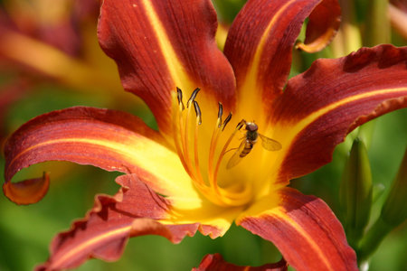 Macro flowerの写真素材