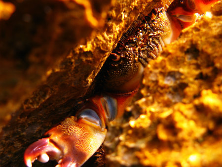 unterwater scene crab