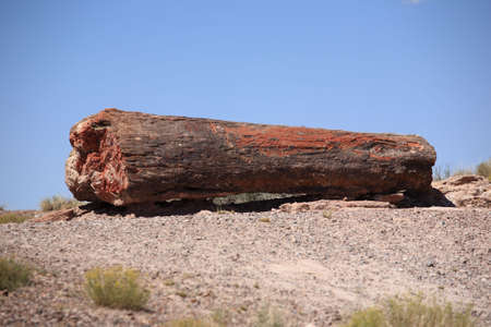 Petrified Woodの写真素材