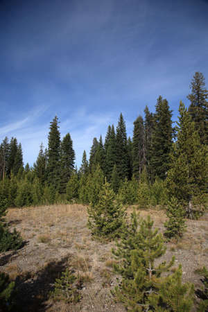 Yellowstone National Park - Mountainの写真素材
