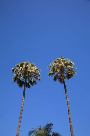 Palm Treesの写真素材