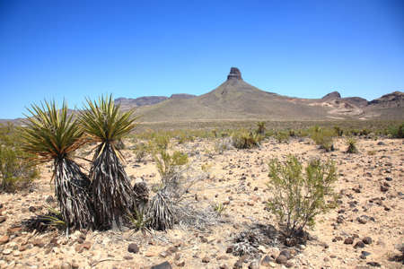 Mountain and remont landscape with desert plantsの写真素材